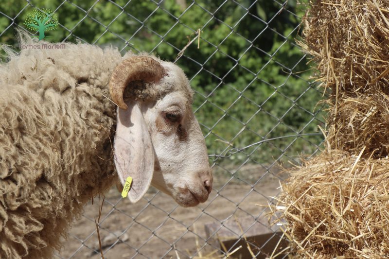 Mouton Eid 208