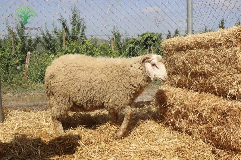 Mouton Eid 208 – Image 2