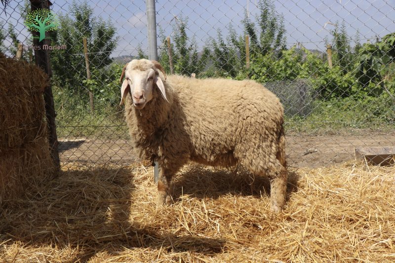 Mouton Eid 208 – Image 6