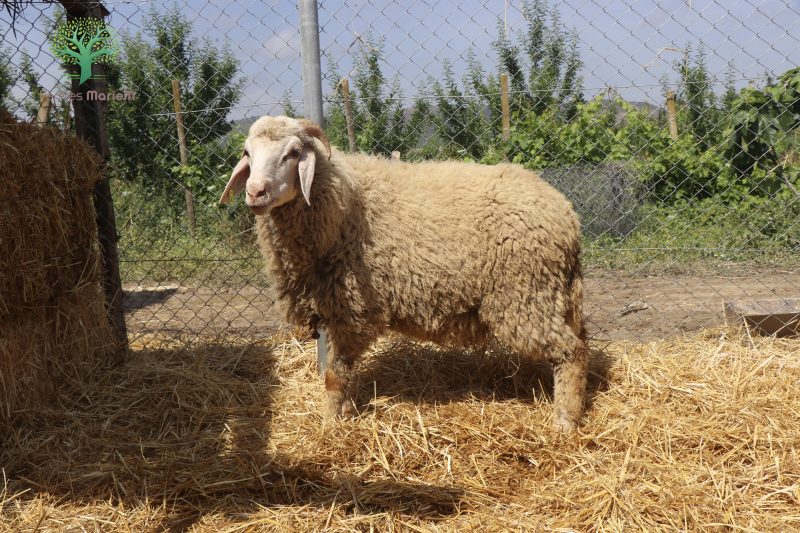Mouton Eid 208 – Image 4