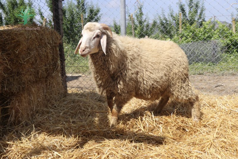 Mouton Eid 208 – Image 3