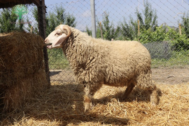 Mouton Eid 208 – Image 5
