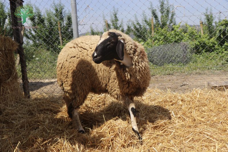 Mouton Eid 211 – Image 4