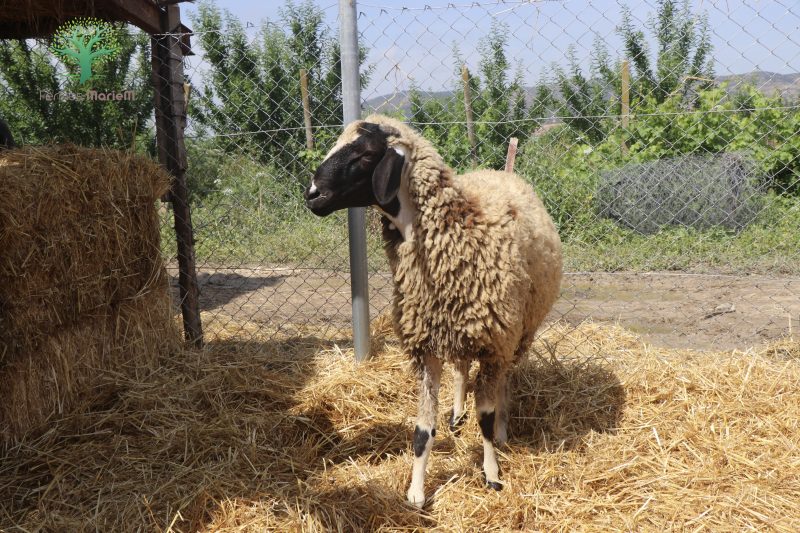 Mouton Eid 211 – Image 2