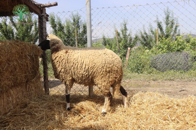 Mouton Eid 211 – Image 3