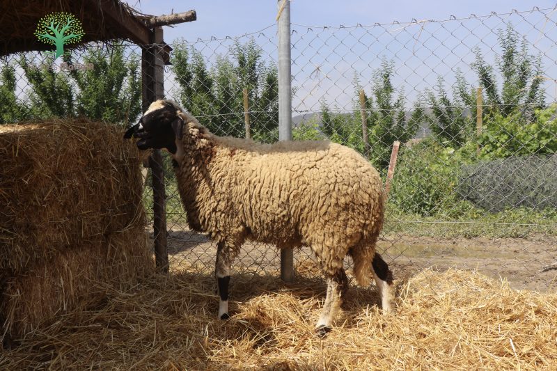 Mouton Eid 211 – Image 5