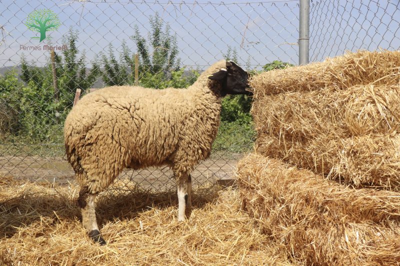 Mouton Eid 211 – Image 6