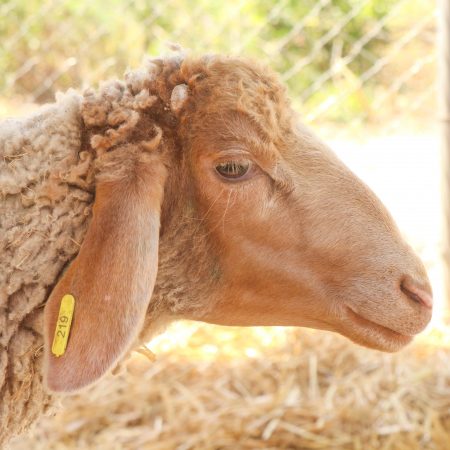 Mouton Eid 219
