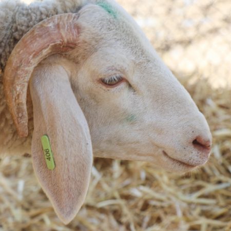 Mouton Eid 406