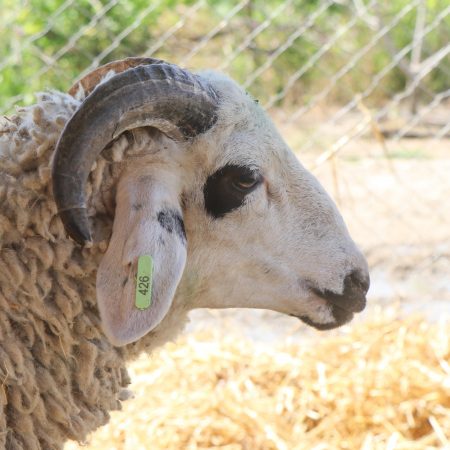 Mouton Eid 426