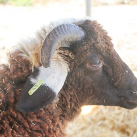 Mouton Eid 405