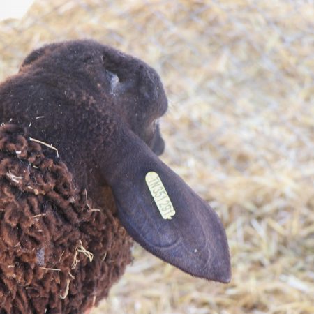 Mouton Eid 291