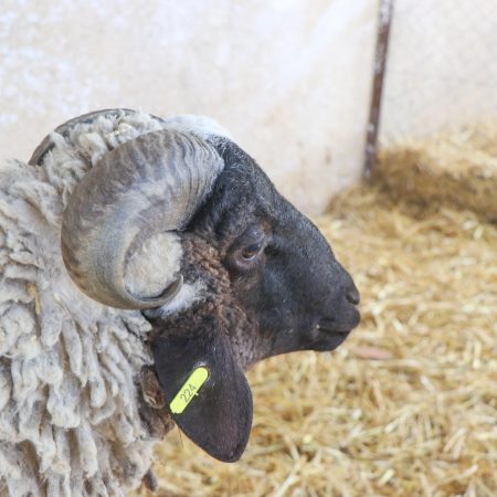 Mouton Eid 224