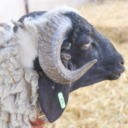 Mouton Eid 436
