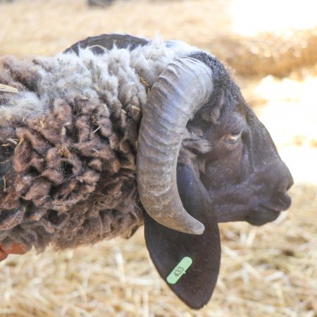 Mouton Eid 433