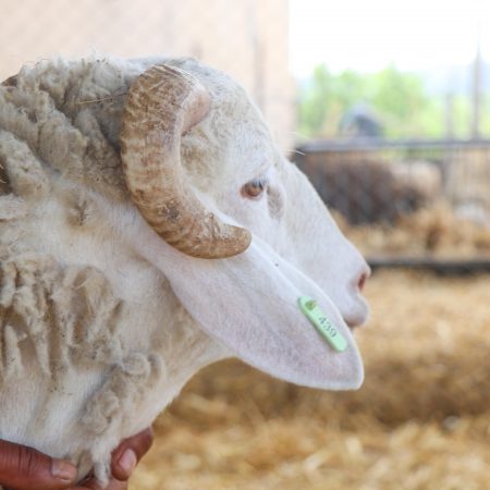 Mouton Eid 439