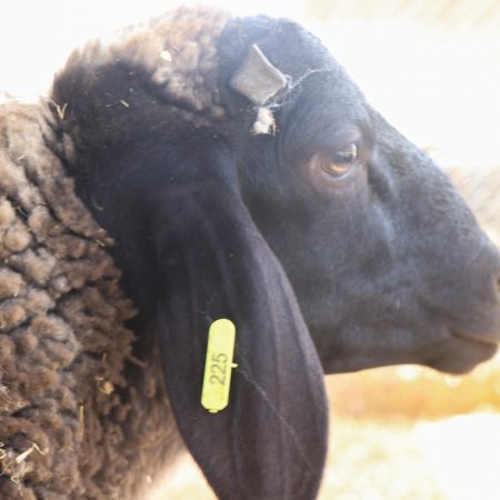 Mouton Eid 225