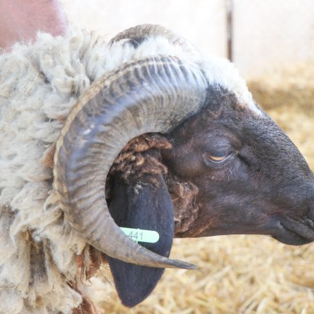 Mouton Eid 441