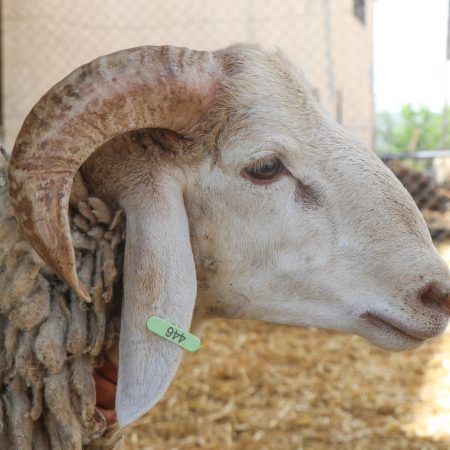 Mouton Eid 446