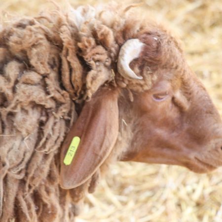 Mouton Eid 213