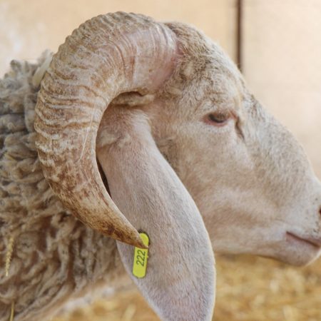 Mouton Eid 222