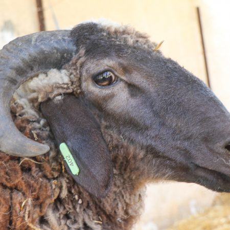 Mouton Eid 402