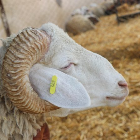 Mouton Eid 895