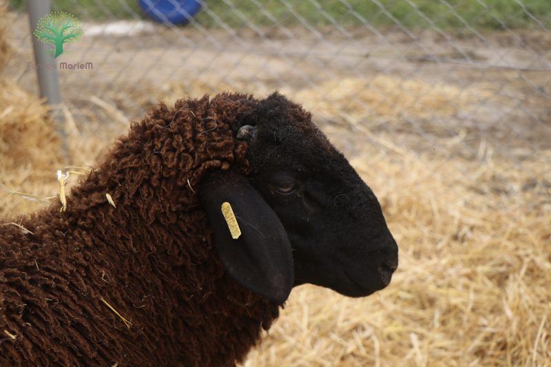 Mouton Eid 639