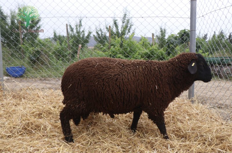 Mouton Eid 639 – Image 3