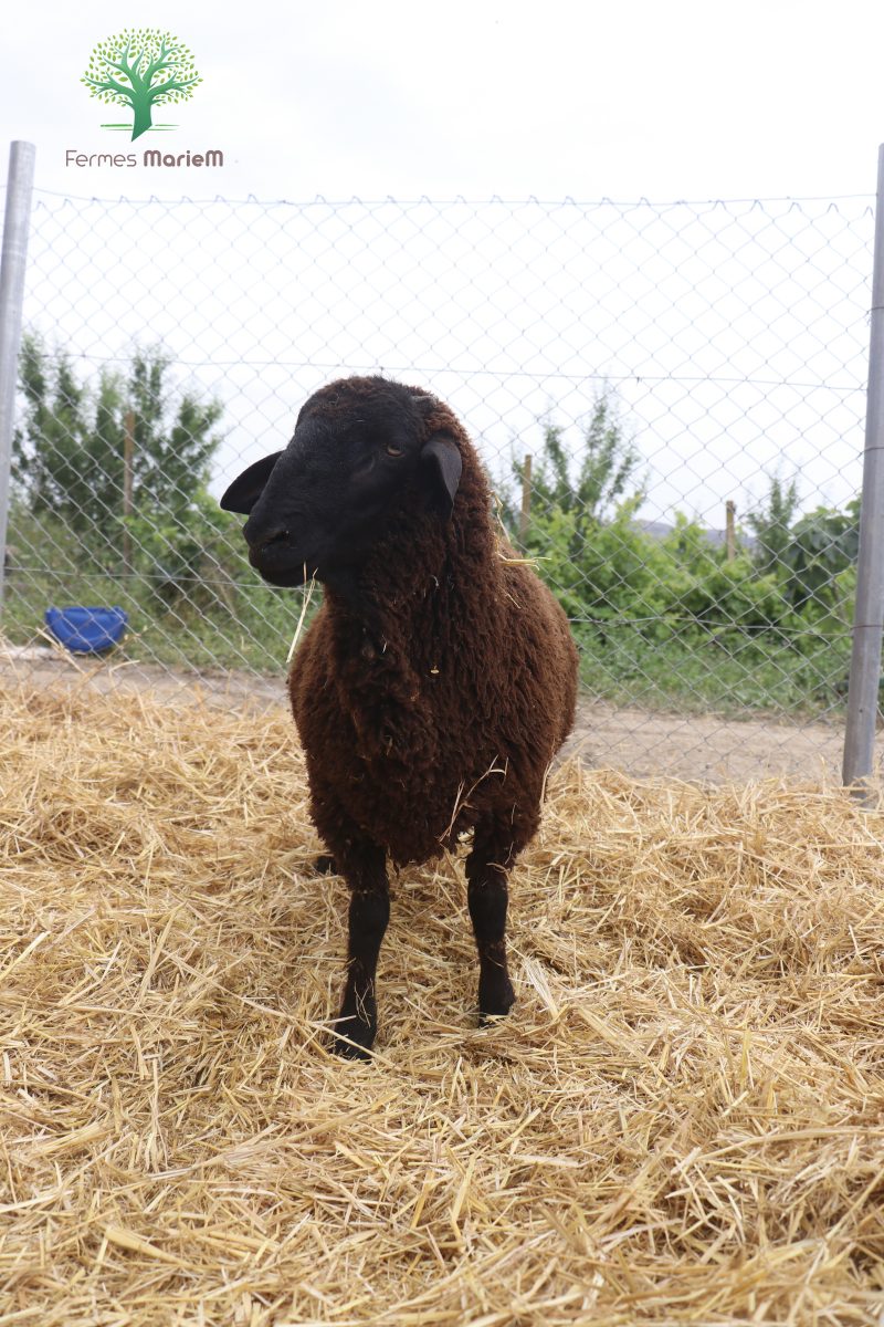 Mouton Eid 639 – Image 5