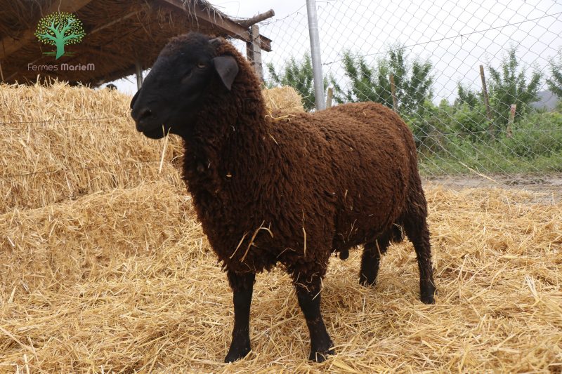 Mouton Eid 639 – Image 2