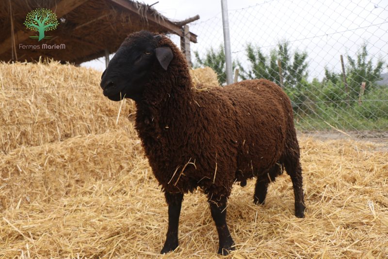 Mouton Eid 639 – Image 4