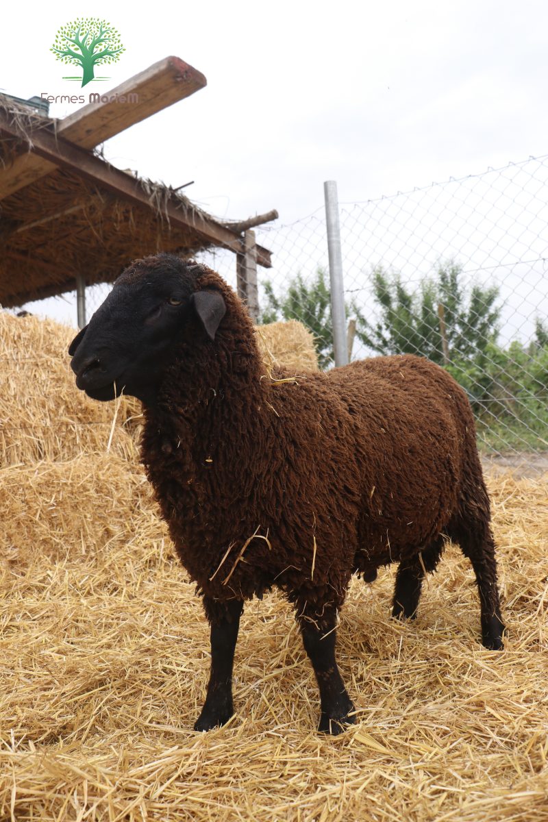 Mouton Eid 639 – Image 6