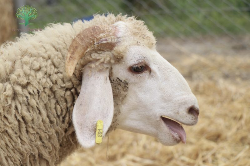Mouton Eid 891