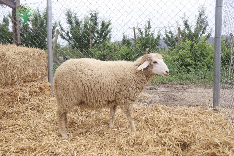 Mouton Eid 891 – Image 6