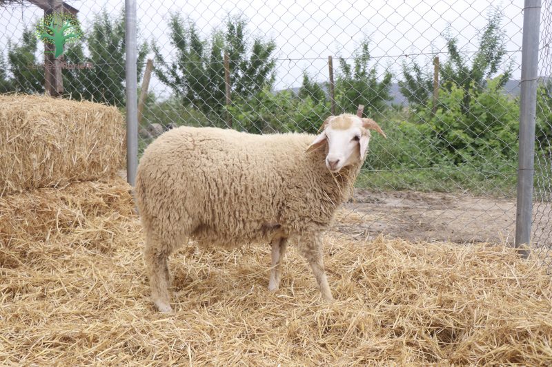 Mouton Eid 891 – Image 4