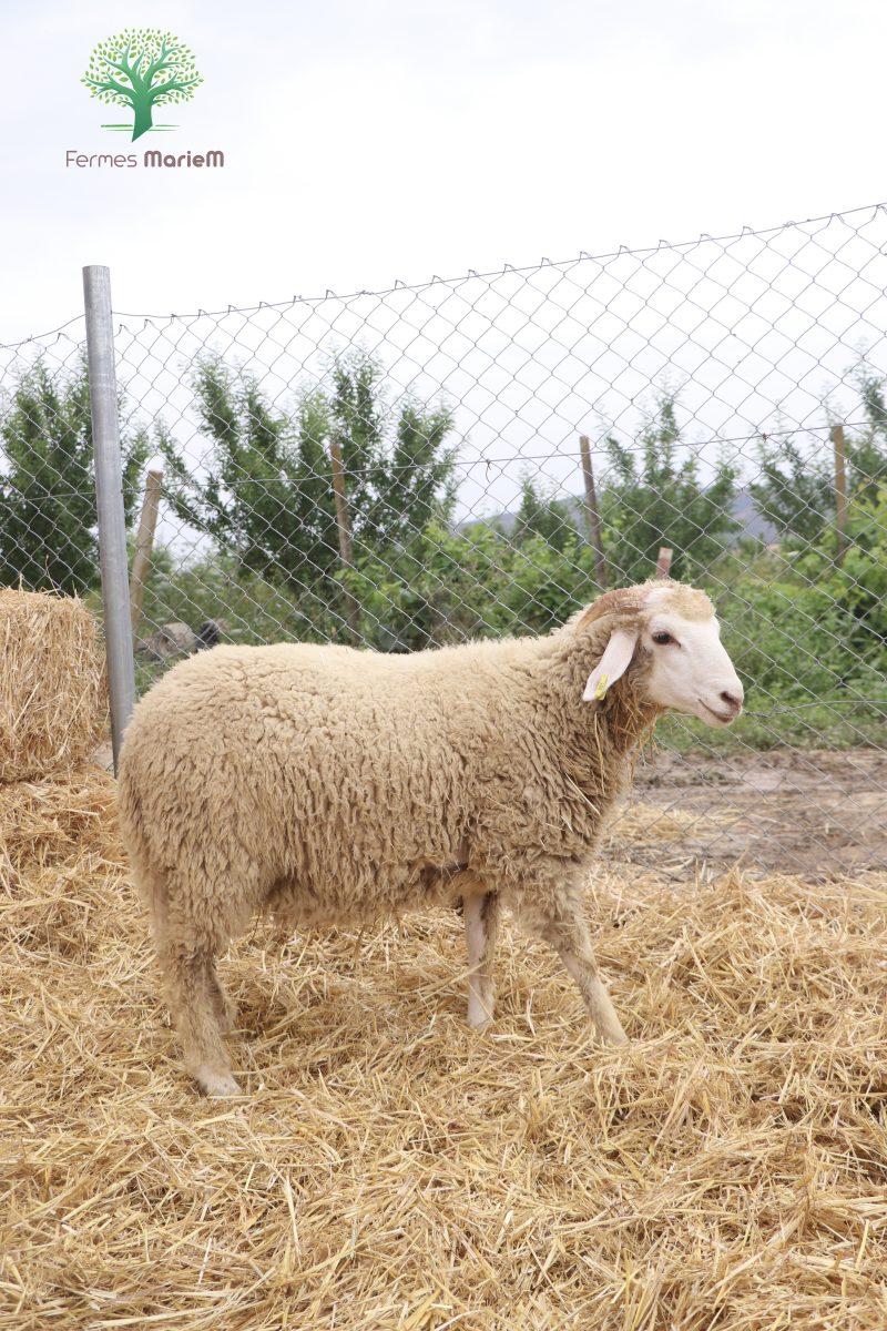 Mouton Eid 891 – Image 5