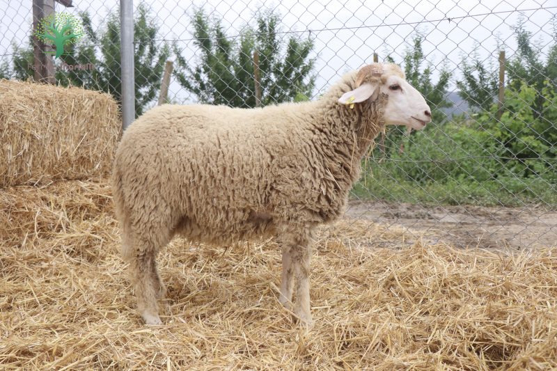 Mouton Eid 891 – Image 2