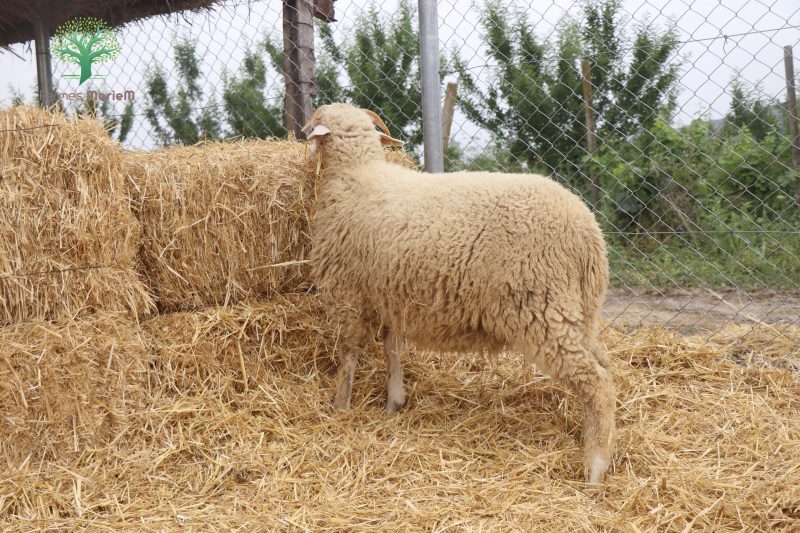 Mouton Eid 891 – Image 3